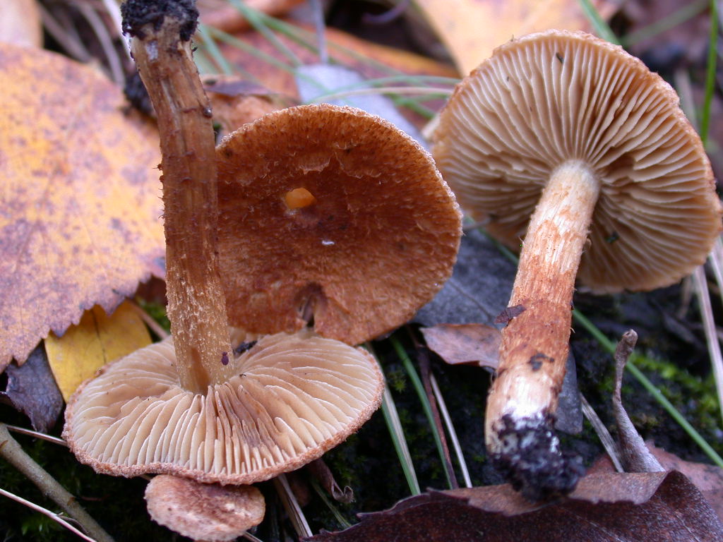 Inocybe .... dulcamara !!!